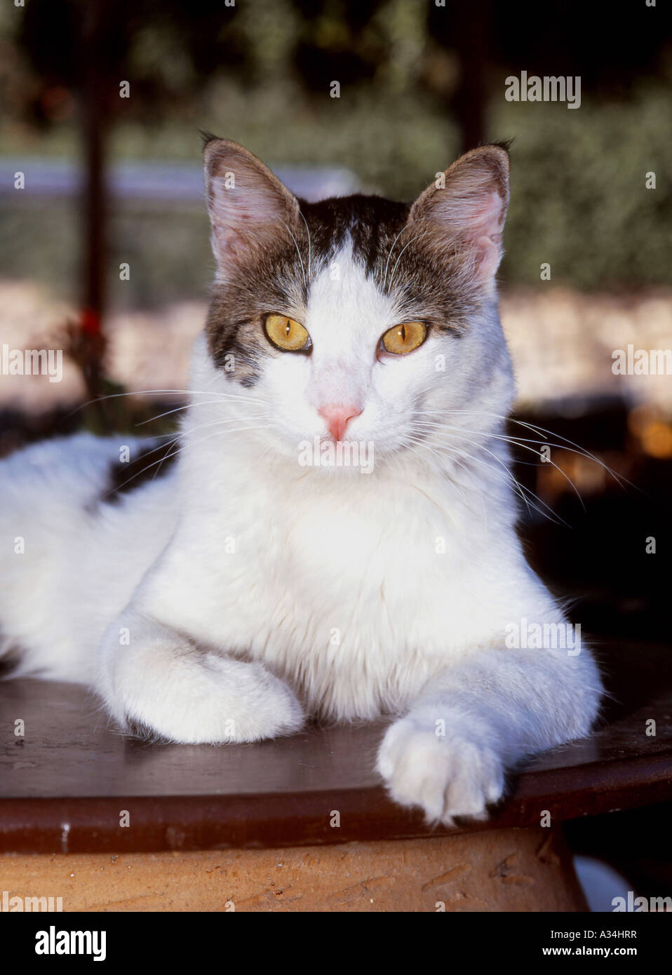 Chat domestique, le chat domestique (Felis silvestris catus) f., noir-blanc est posé sur une chaise, Grèce, Corfou Banque D'Images