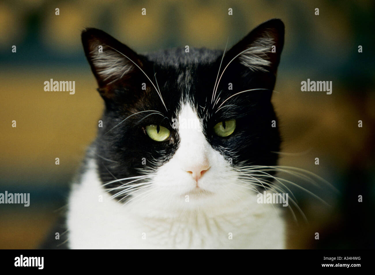 Chat domestique, le chat domestique (Felis silvestris catus) f., noir-blanc, portrait Banque D'Images