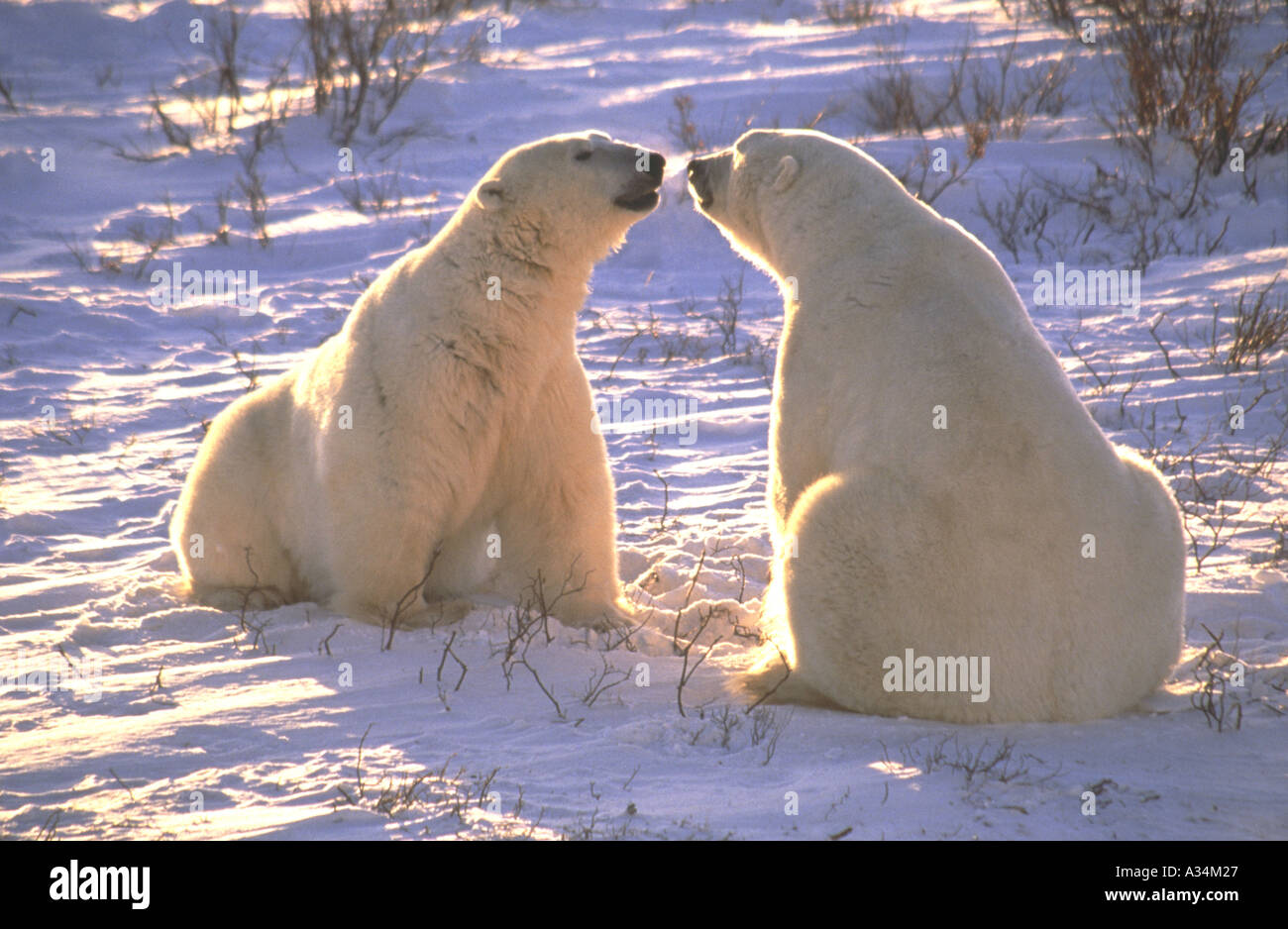 Deux ours blancs nez toucher la baie d'Hudson Churchill Manitoba Canada Banque D'Images
