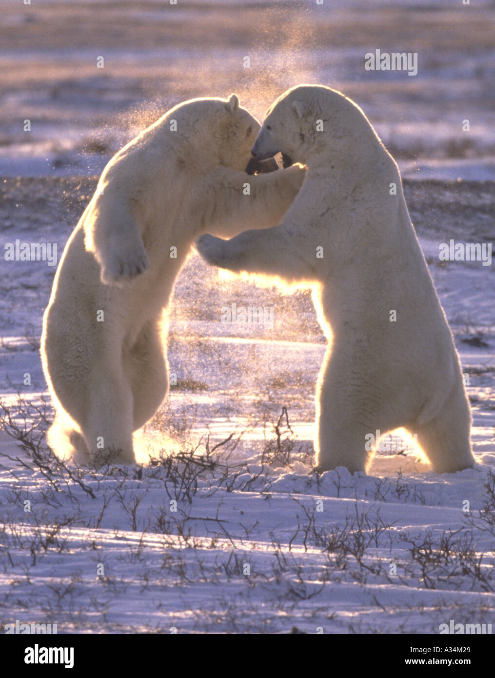 Deux ours polaires playfighting Hudson Bay Churchill Manitoba Canada Banque D'Images