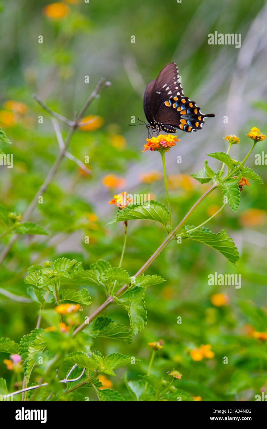Papillon sur fleur dans le champ de fleurs sauvages et les mauvaises herbes Banque D'Images