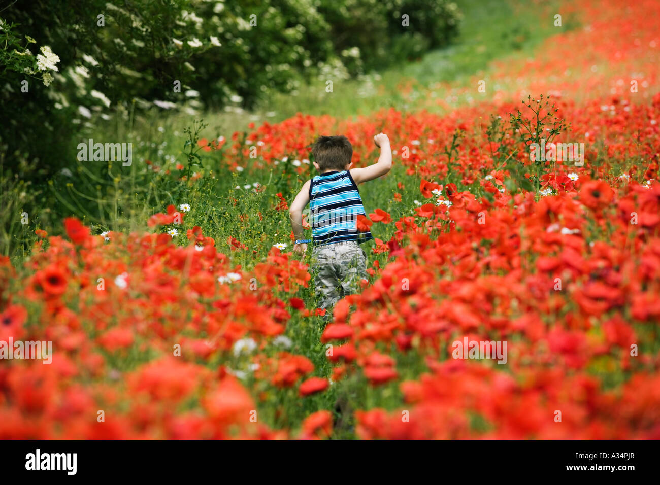 Enfant qui traverse un champ de coquelicots, Syreford, Gloucestershire Banque D'Images