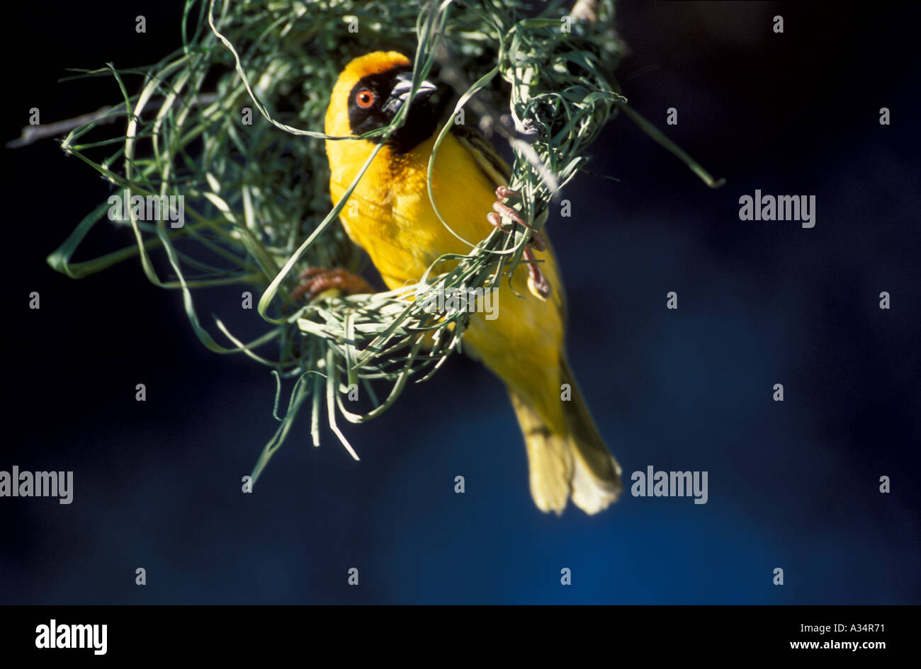 Homme masqué Weaver Ploceus volatus oiseaux nichent bâtiment Afrique Namibie Etosha National Park Banque D'Images