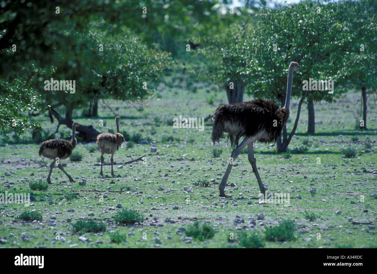 Avec les poussins d'Autruche Struthio camelus Etosha National Park Afrique Namibie Banque D'Images