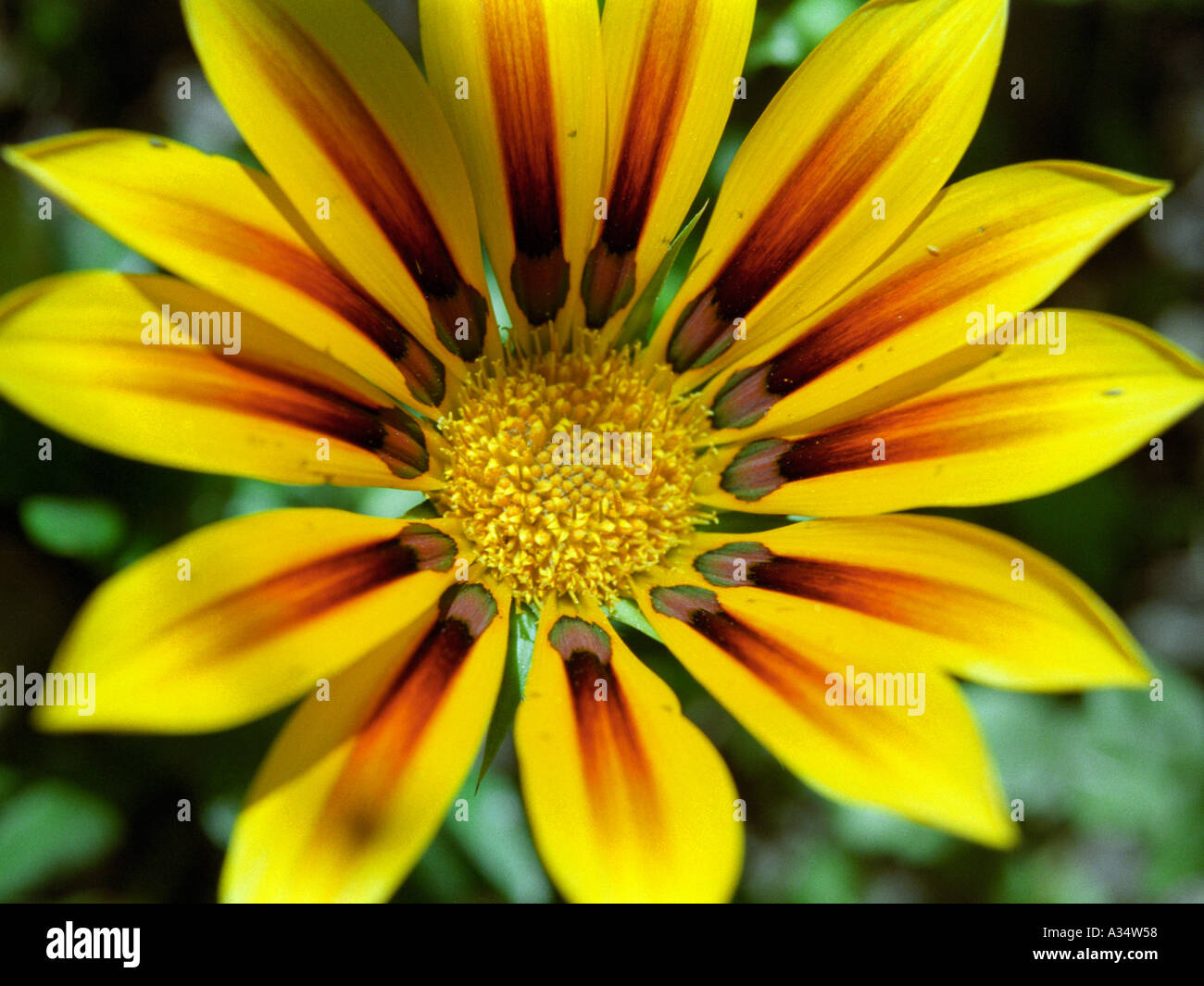 Herbacious Fleur Gazania Jaune Plante Annuelle En Forme D