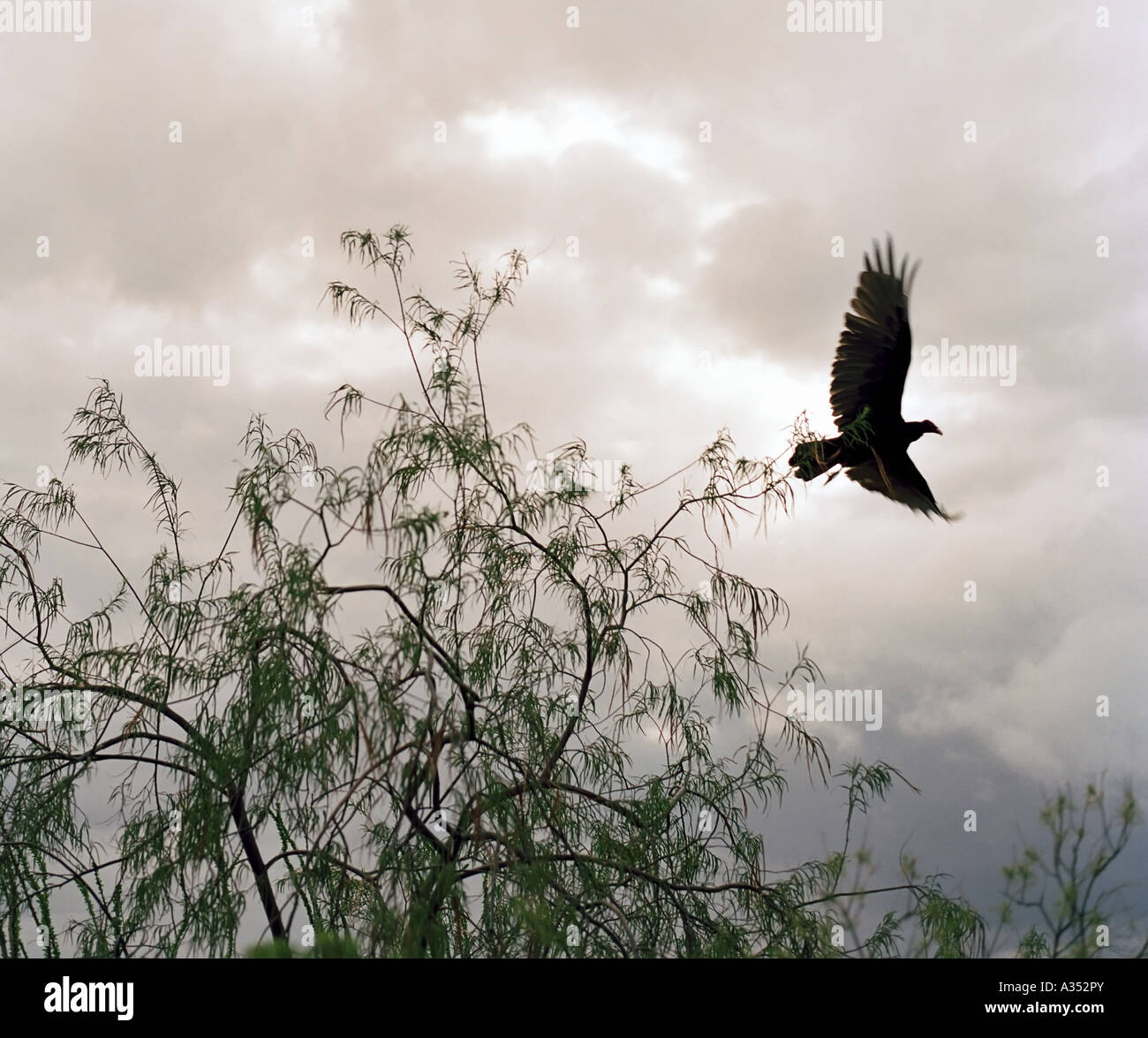 Urubu à tête rouge (Cathartes aura) dans les montagnes Chiso du Big Bend National Park Banque D'Images