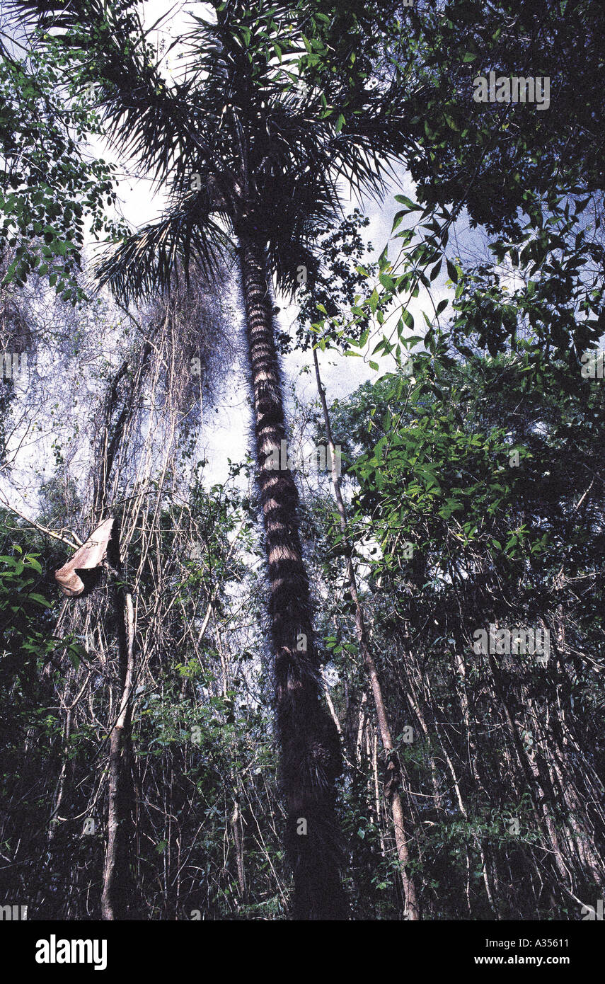 Amazon Brésil grand palmier épineux avec plantes grimpantes Banque D'Images