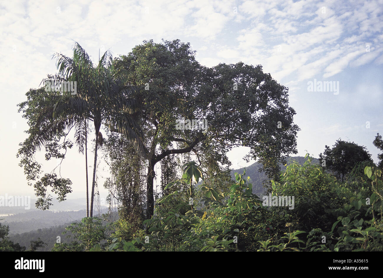 Amazon Para Brésil État grand arbre s'élevant au-dessus de l'auvent Serra dos Carajás Banque D'Images
