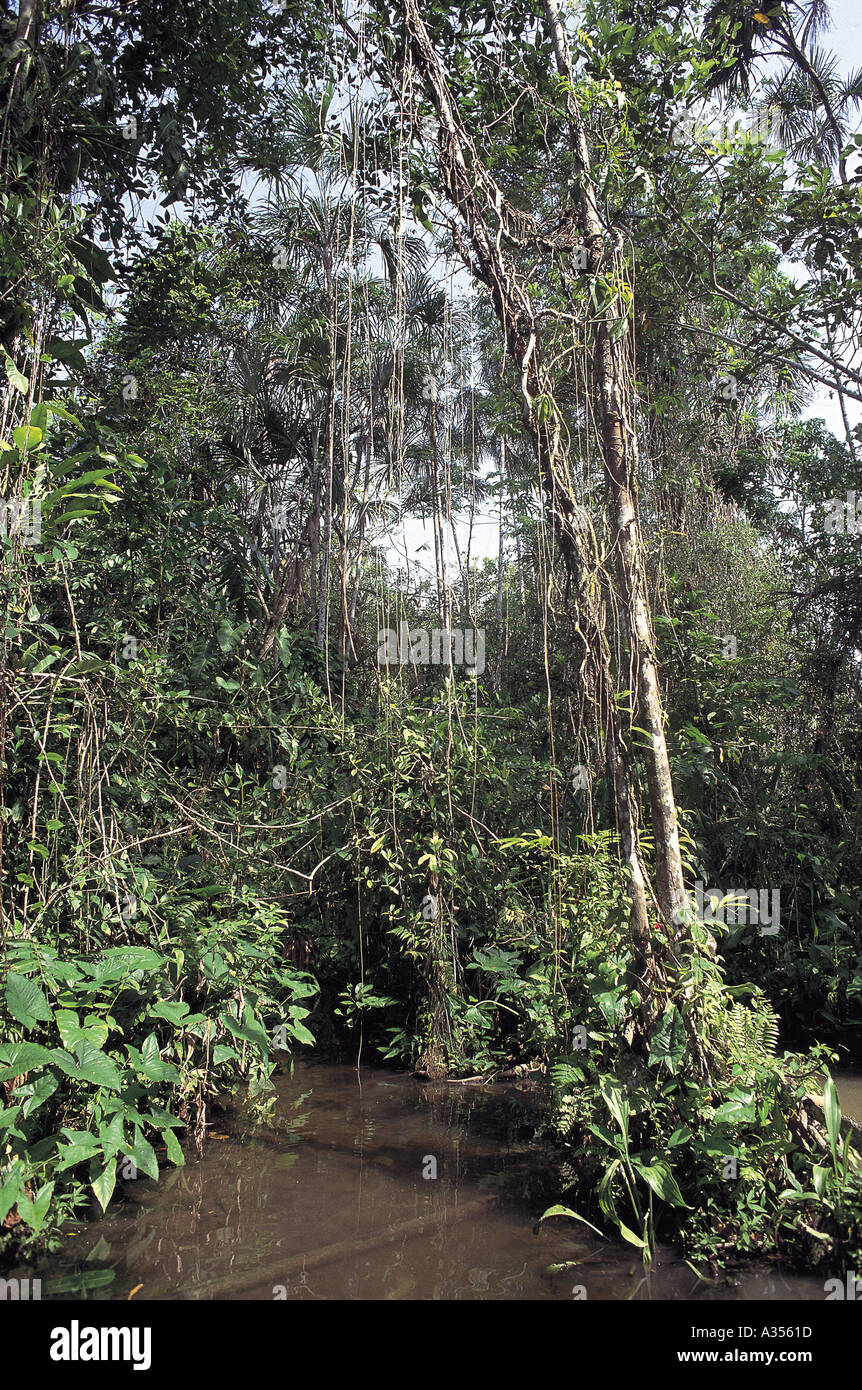 L'État de Roraima au Brésil à l'intérieur de la végétation de la forêt tropicale avec de lianes reflète dans l'eau Banque D'Images