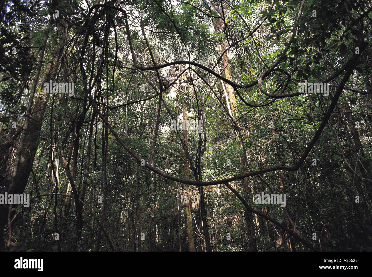 L'intérieur de la forêt tropicale amazonienne au Brésil Banque D'Images