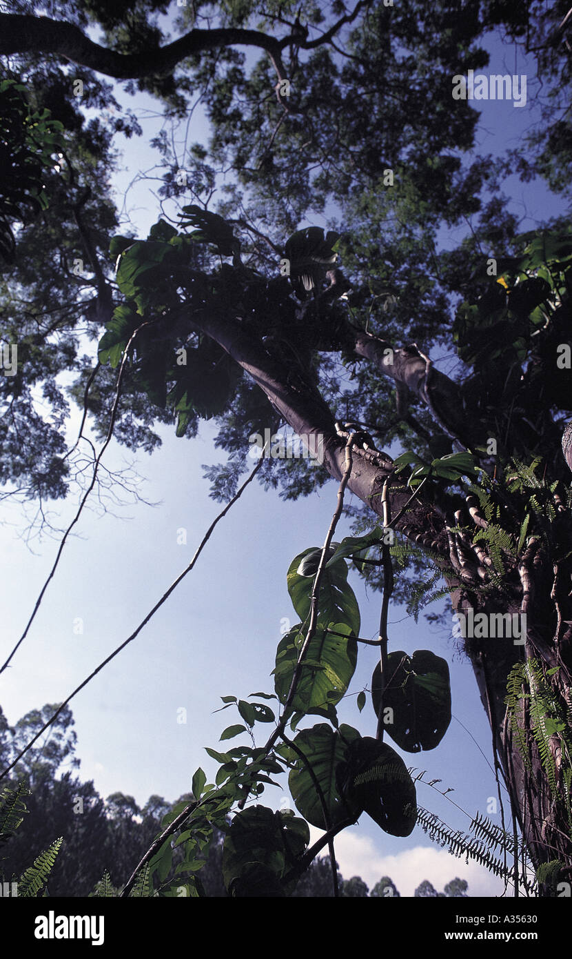Amazon Brésil Monstera sp grimper les arbres de la forêt tropicale Banque D'Images