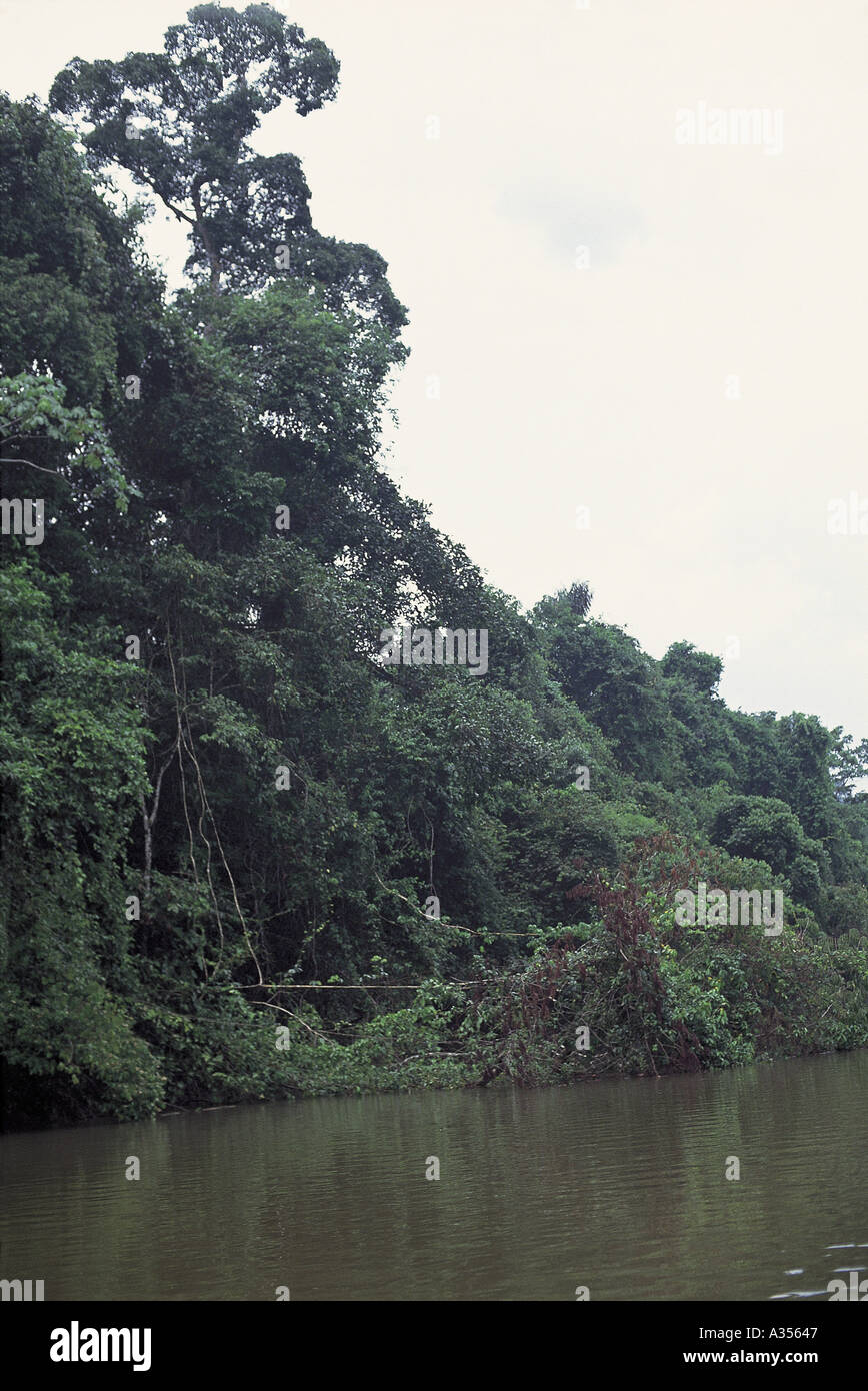 Un Ukre Brésil forêt tropicale dense avec lianes cascade jusqu'à la River État de Para Banque D'Images
