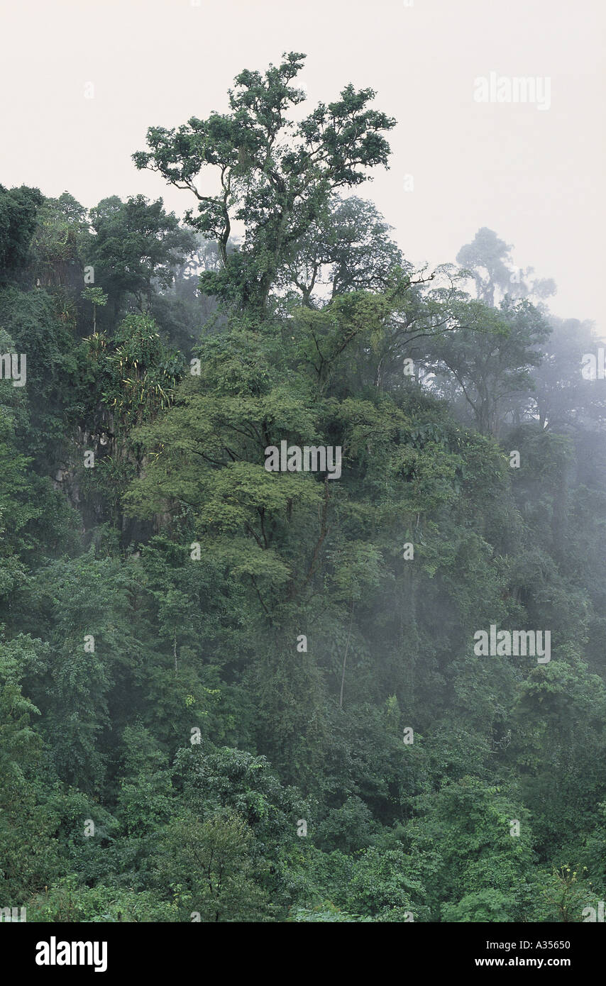 Brésil Amazon rainforest nuageux avec de grands arbres et lianes Banque D'Images