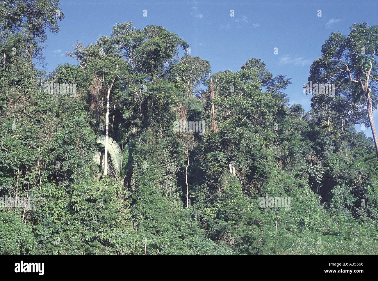 L'Amazonie Brésil grands arbres de la forêt amazonienne avec sky Banque D'Images