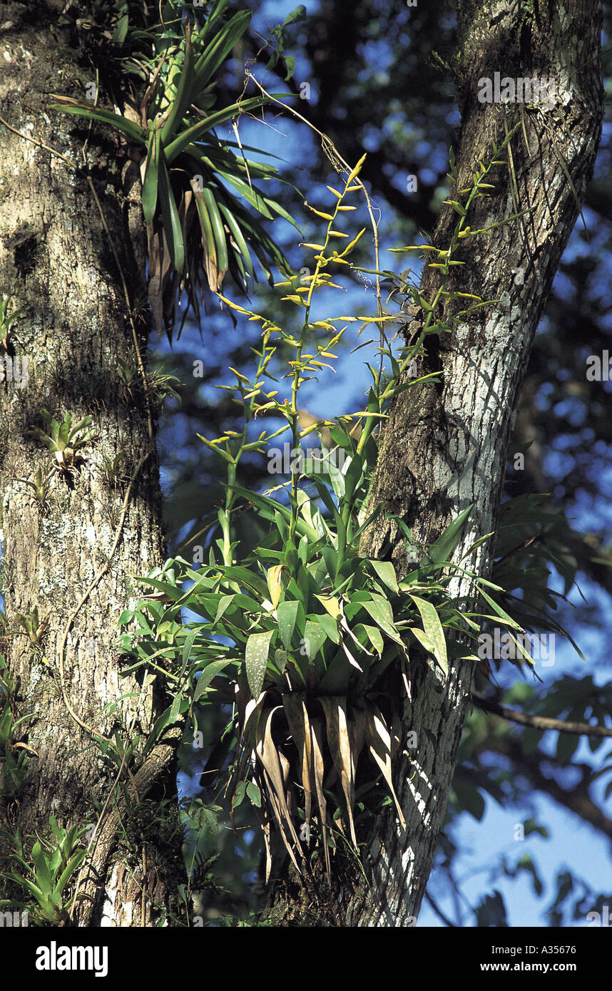 Forêt Amazonienne Brésil broméliacées saprophytes poussant sur un arbre adulte Banque D'Images