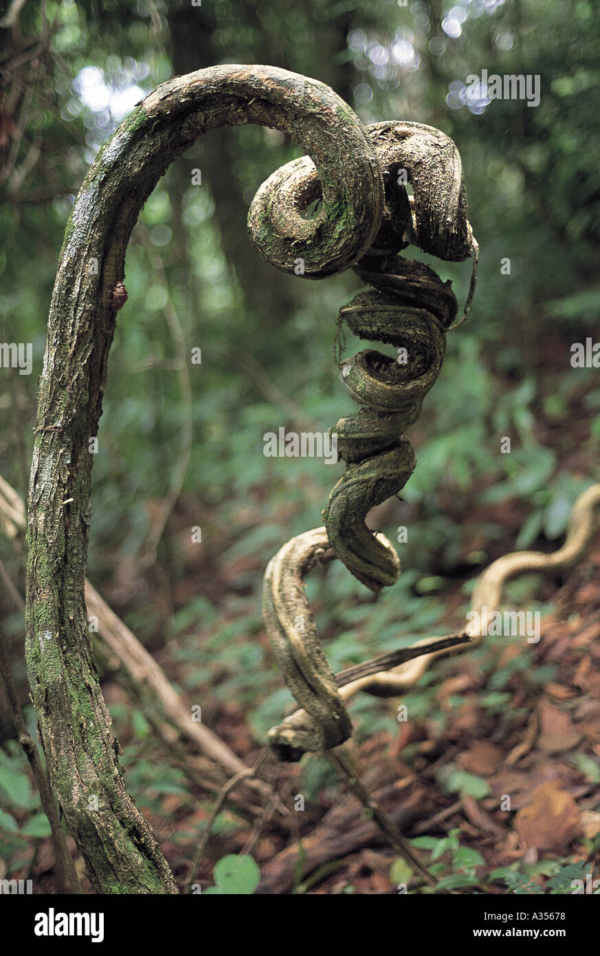 Forêt Amazonienne forêt tropicale du Brésil ou de liane en forme tire-bouchon réducteur Banque D'Images