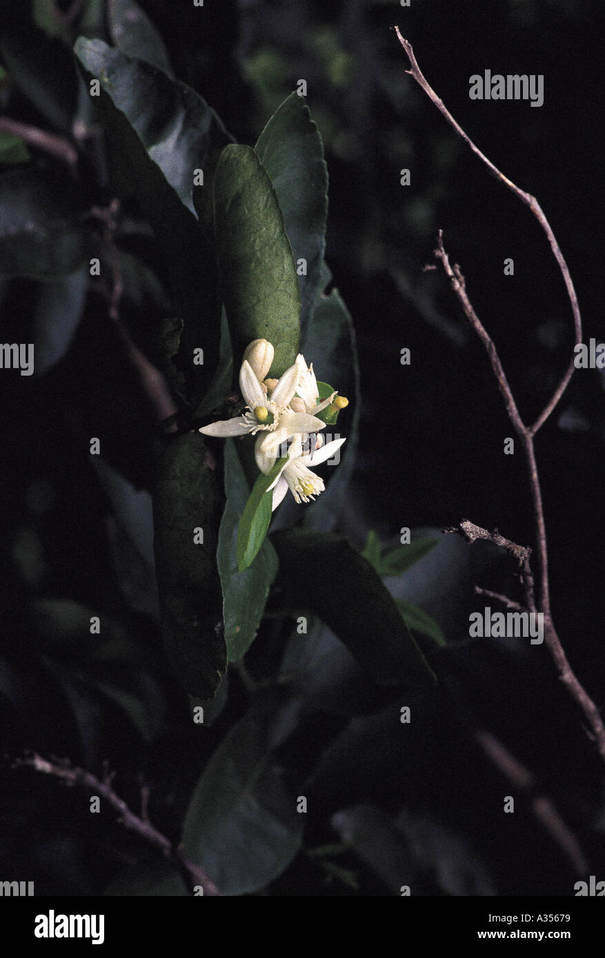 Forêt amazonienne au Brésil de la fleur blanche et délicate Rutaceae Banque D'Images