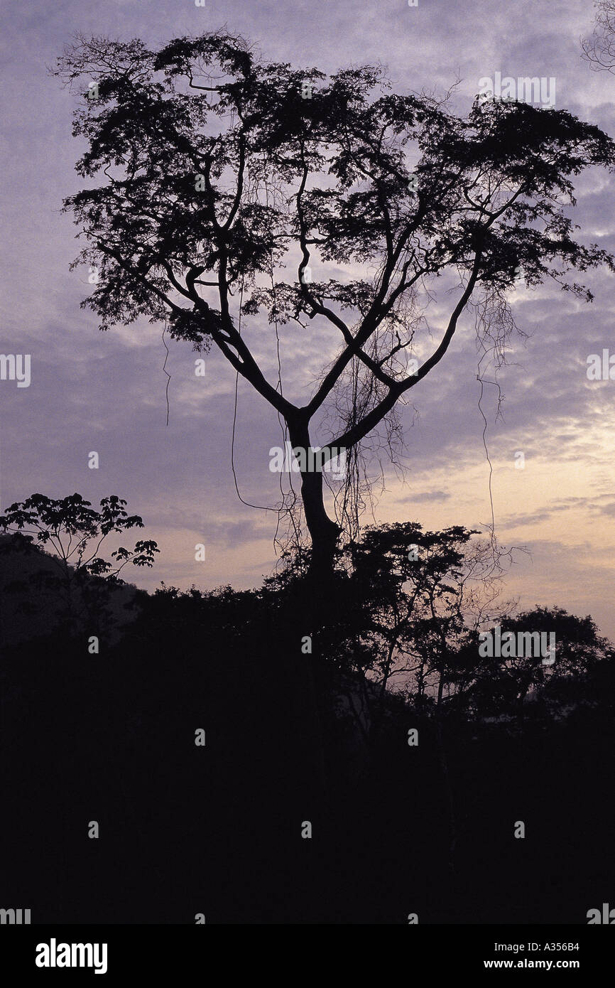 Amazon Brésil arbre avec de lianes en silhouette contre l'aube de la rivière Xingu État Para Banque D'Images