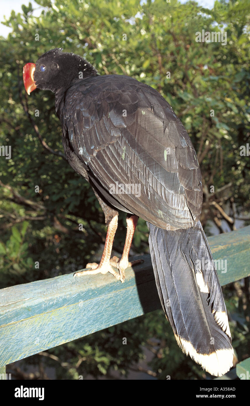 Létat Damazonas Au Brésil Gros Oiseau Noir Avec Un Bec
