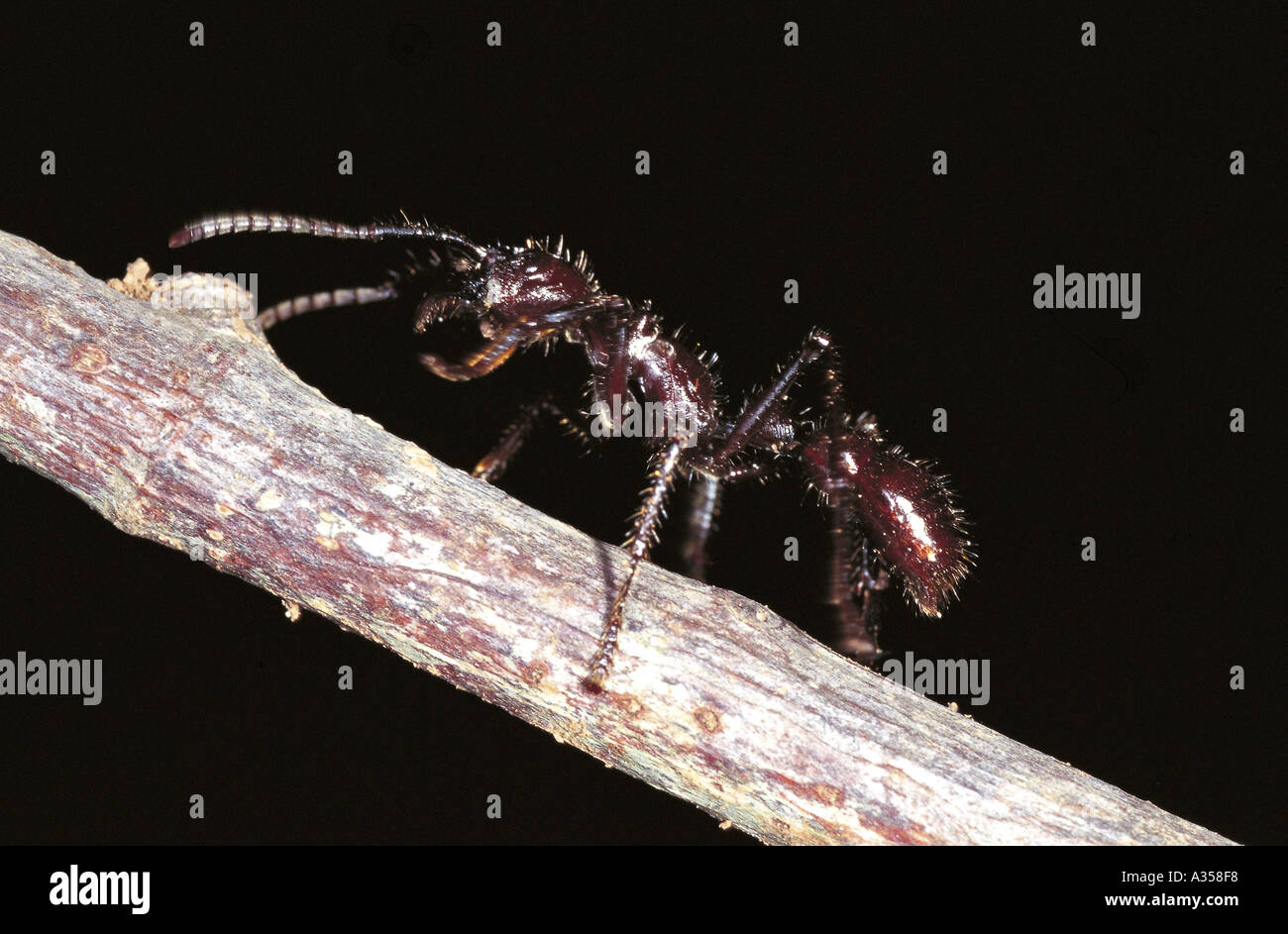 Brésil Tataquara ant noir brillant avec des poils sur une brindille Banque D'Images