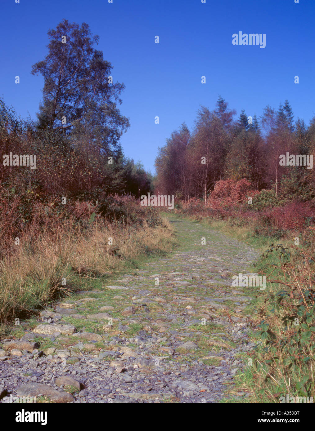 Voie pavées menant sur les montagnes de MCG Pennant, forêt de Beddgelert, Snowdonia, Gwynedd, au nord du Pays de Galles, Royaume-Uni. Banque D'Images