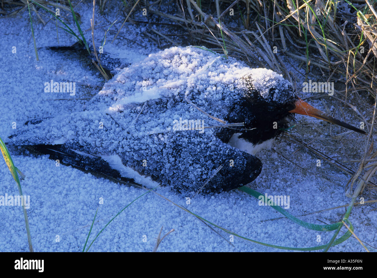 Huîtrier pie Haematopus ostralegus morts gelés dans la neige, l'estuaire de la Humber, Royaume-Uni. Banque D'Images