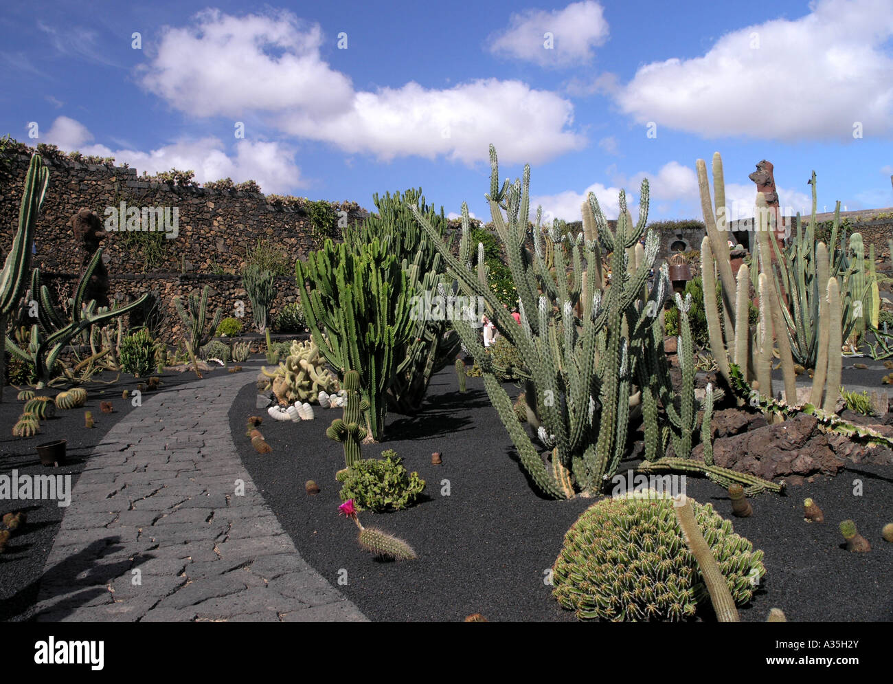 Jardin de cactus lanzarote Banque D'Images