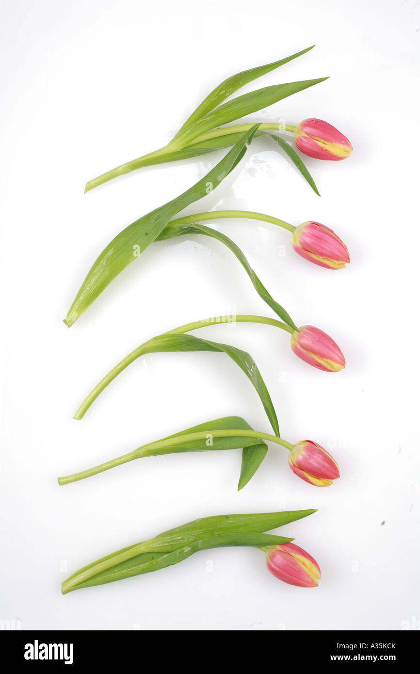 Tulipes sur blanc Banque D'Images