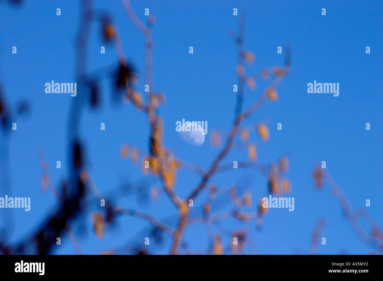 Lune dans la moitié de branche avec un ciel bleu intense Banque D'Images