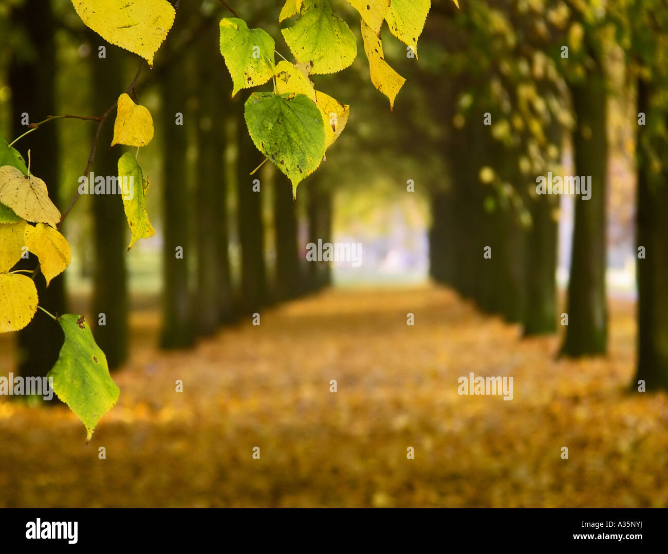 Les feuilles d'automne avec une allée d'arbres en arrière-plan Banque D'Images