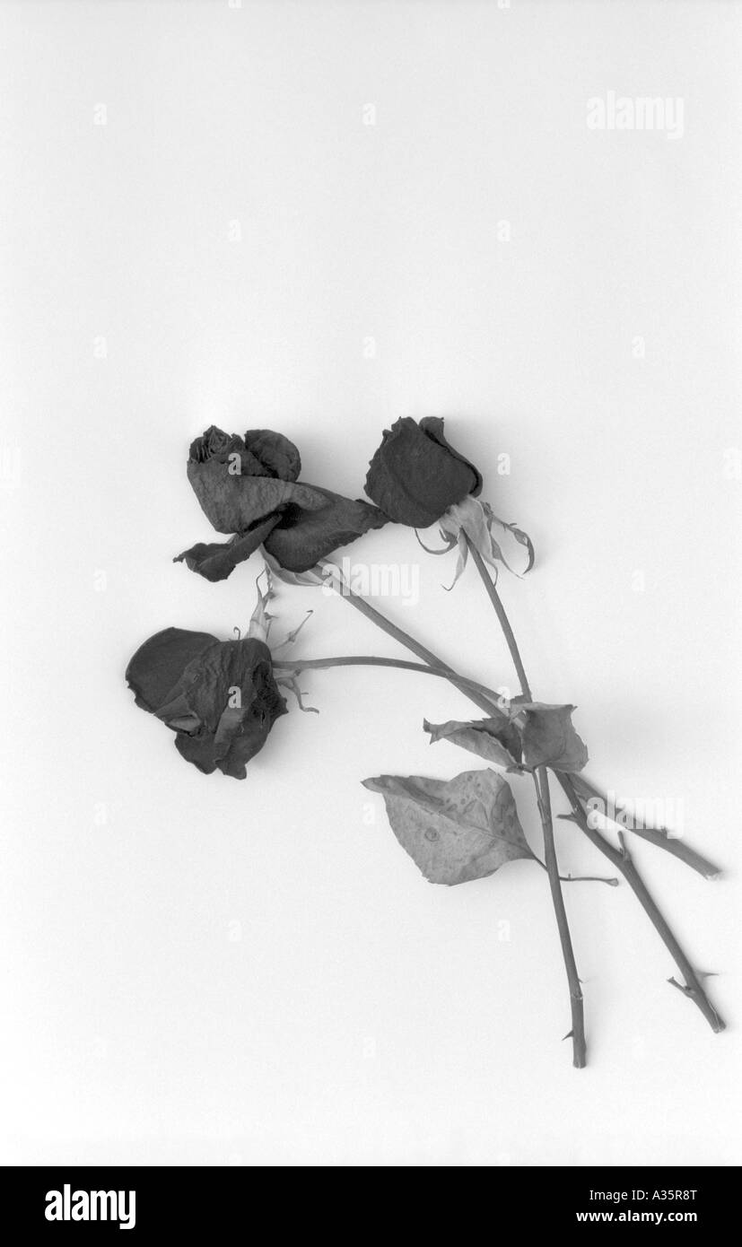 Roses sec triste symbole de deuil Photo Stock Alamy