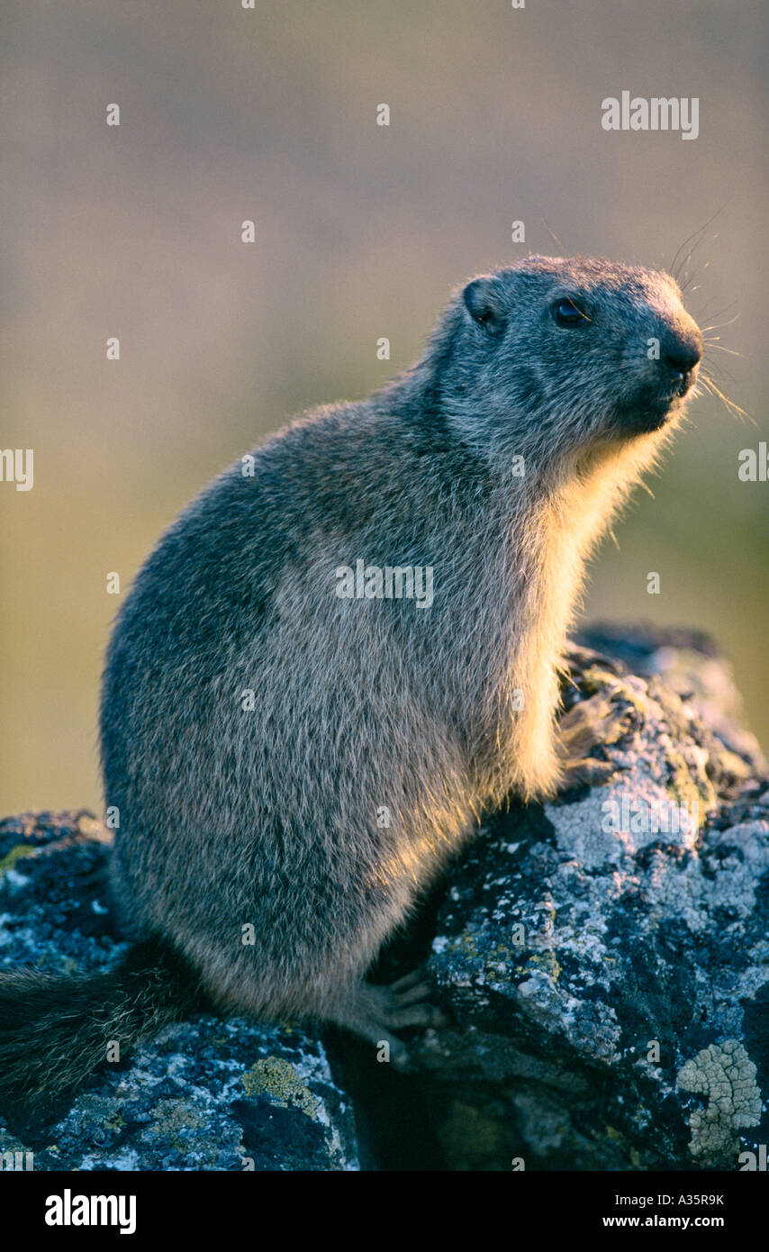 Une marmotte dans la lumière au coucher du soleil Banque D'Images