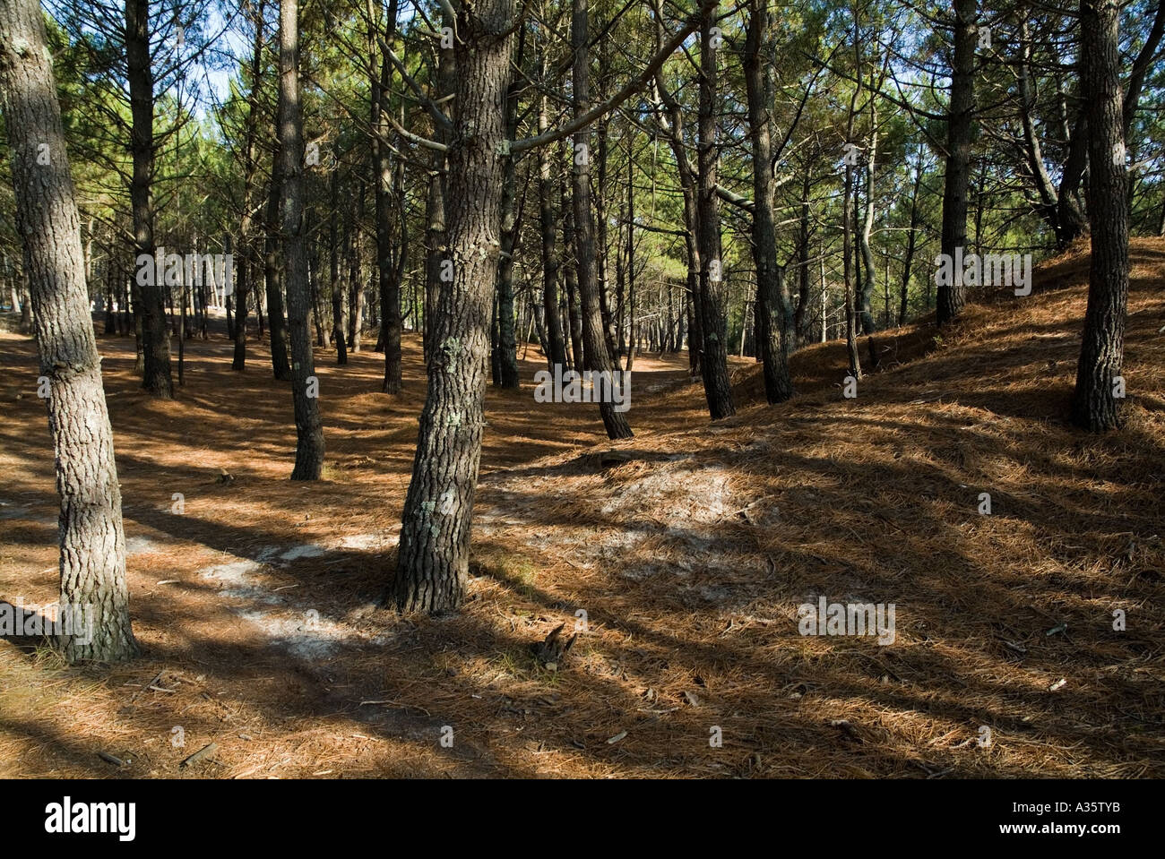 Forêt, bois, bois - arbres dans la forêt des Landes à le Porge plage en Aquitaine, France Banque D'Images