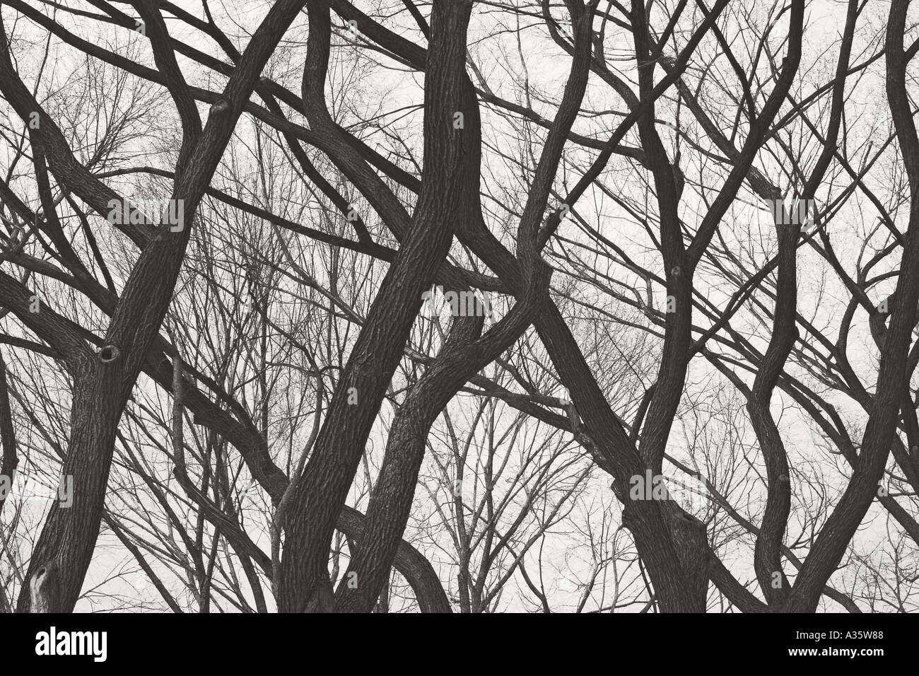 Branches d'arbres nus Central Park à New York City Banque D'Images