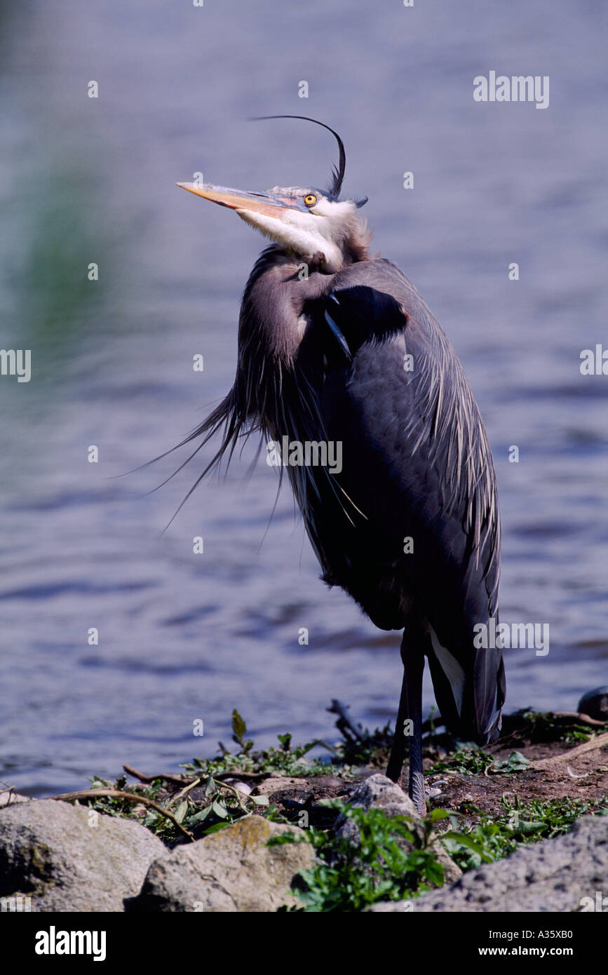 Grand Héron (Ardea herodias) debout à côté du lac, à l'ouest de la côte de Colombie-Britannique, Colombie-Britannique, Canada - North American Birds / Bird Banque D'Images