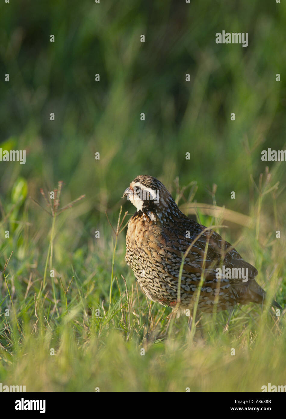 Le colin de Virginie Colinus virginianus chasse caille est grand sport dans le sud-nous souvent chassé avec les chiens d'oiseaux Banque D'Images