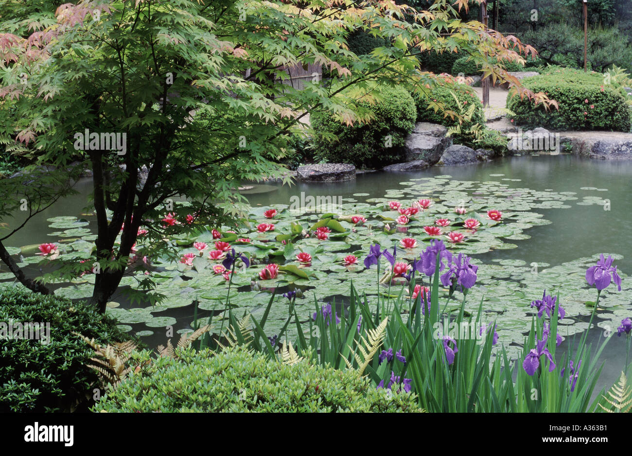 Les nénuphars et les iris dans le jardin Sanctuaire Heian à Kyoto au Japon Banque D'Images