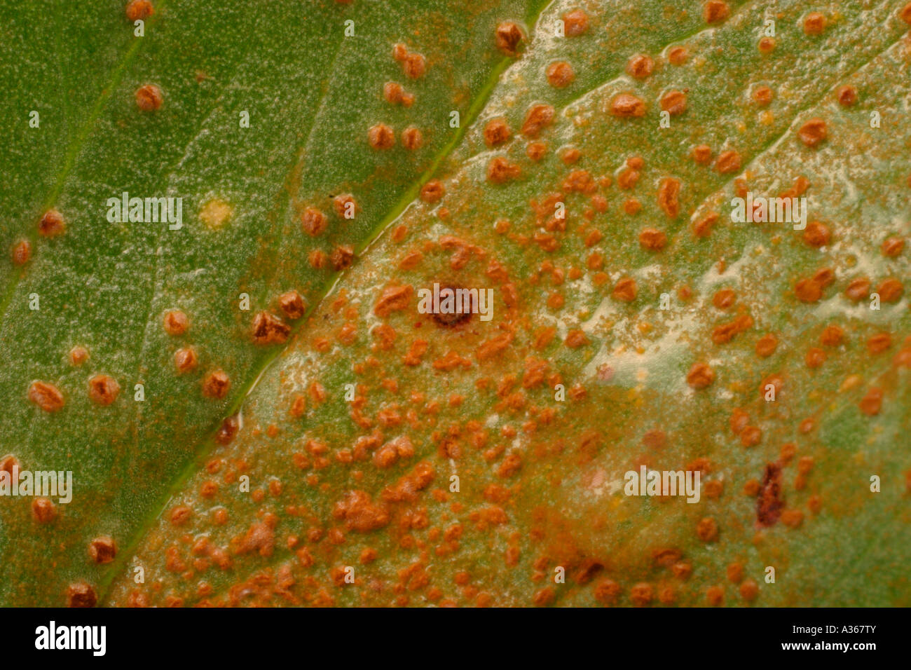 Rouille du haricot Uromyces appendiculatus SUR LA SURFACE SUPÉRIEURE DE LA FEUILLE Banque D'Images