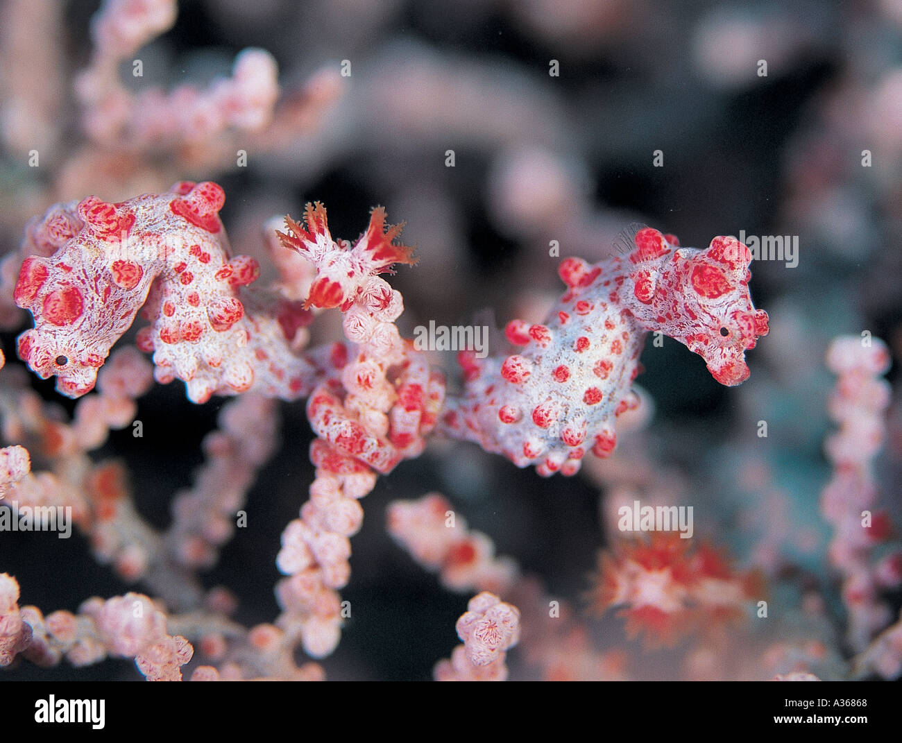 Les hippocampes pygmée Hippocampus bargibanti sont sur une cour seafan Sulawesi Indonésie Banque D'Images