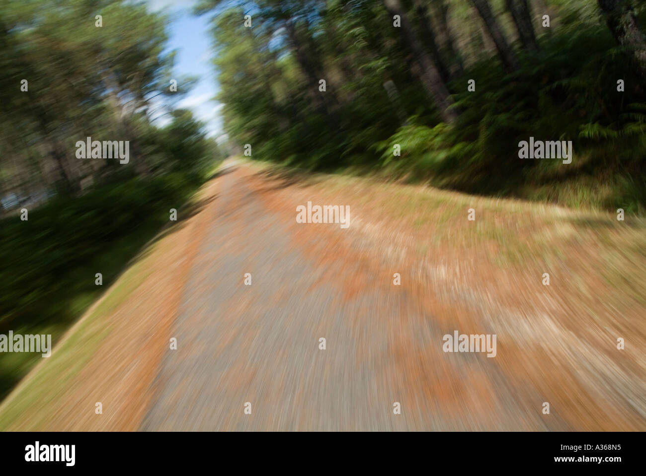 Piste cyclable brouillée passant à travers la forêt des Landes, France Banque D'Images