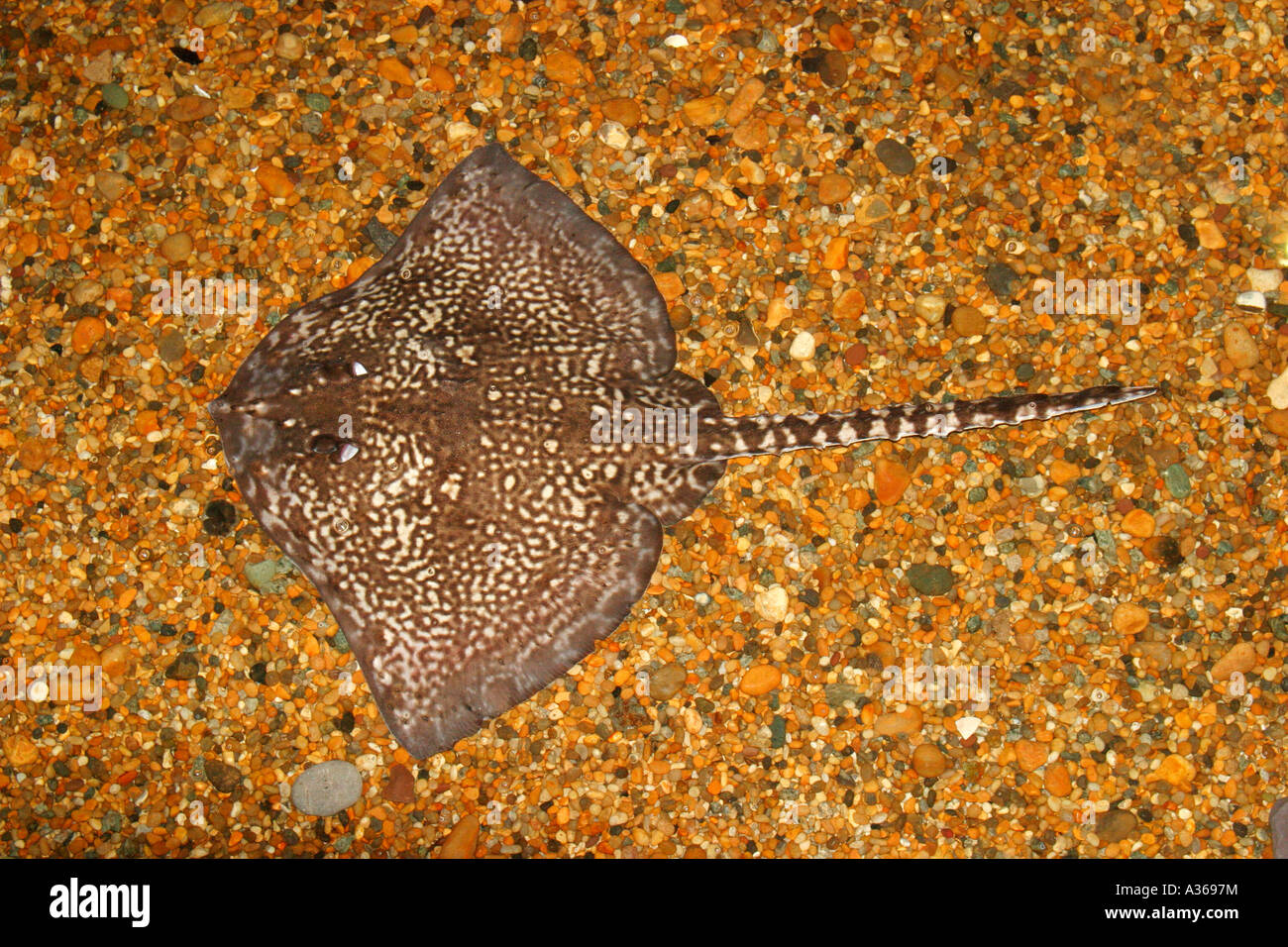 THORNBACK RAY RAJA CLAVATA PISCINE VUE D'EN HAUT Banque D'Images