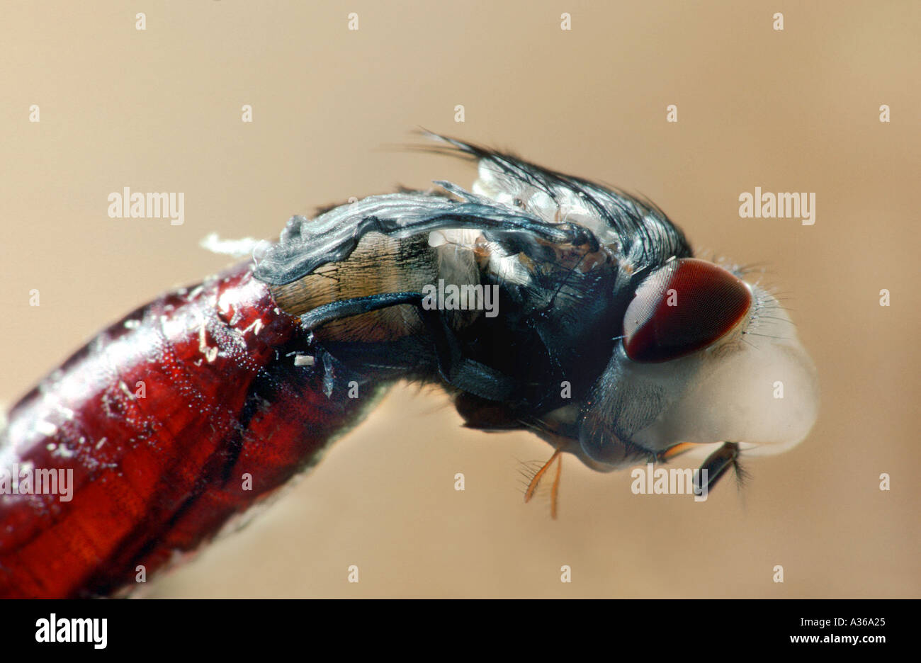 Naissance d'une larve pupe nymphes mouche domestique Banque D'Images