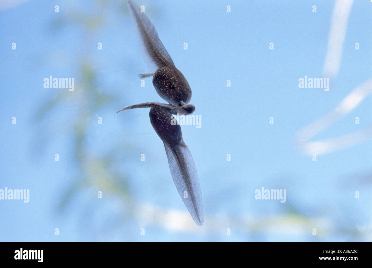 Canibalisme : lorsque la nourriture dans l'étang devient rare, les têtards se mangent les uns les autres Banque D'Images