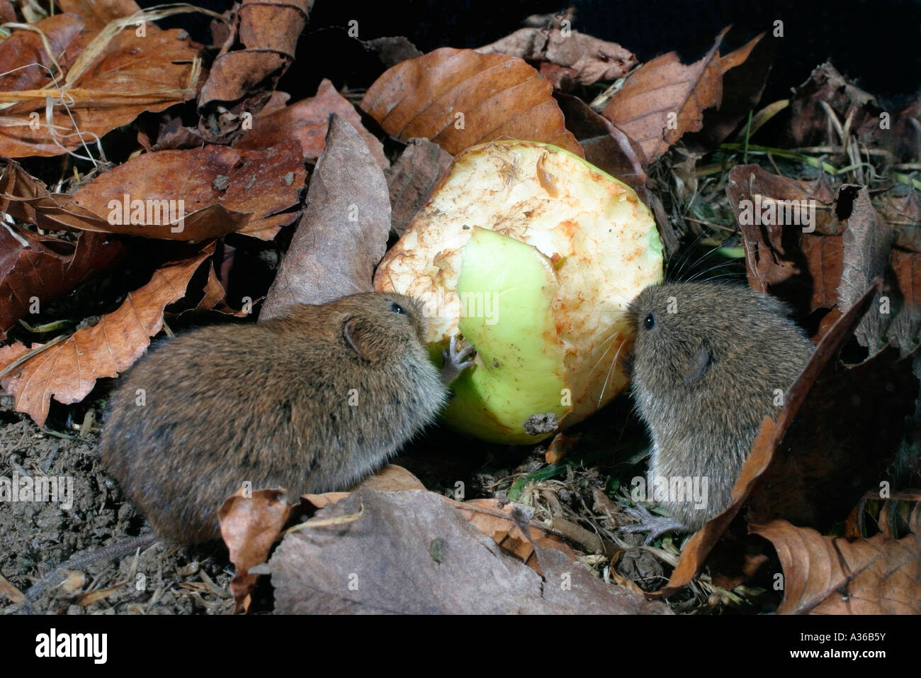 Campagnol des champs Microtus agrestis MANGER SUR LE TERRAIN VUE DU CÔTÉ D'APPLE Banque D'Images