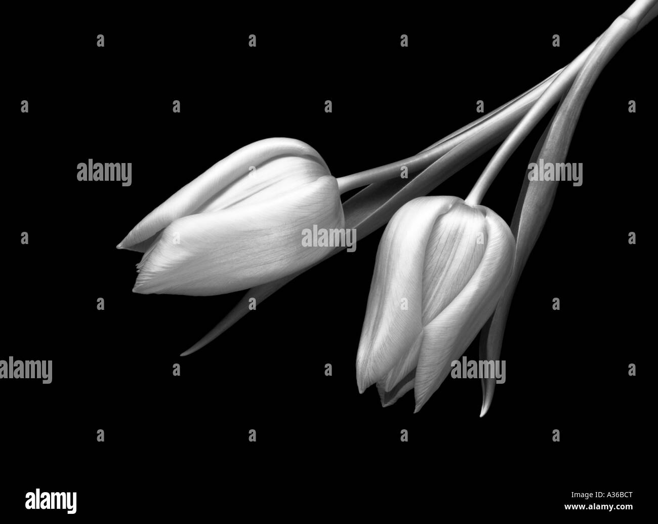 Deux tulipes noir et blanc Banque D'Images