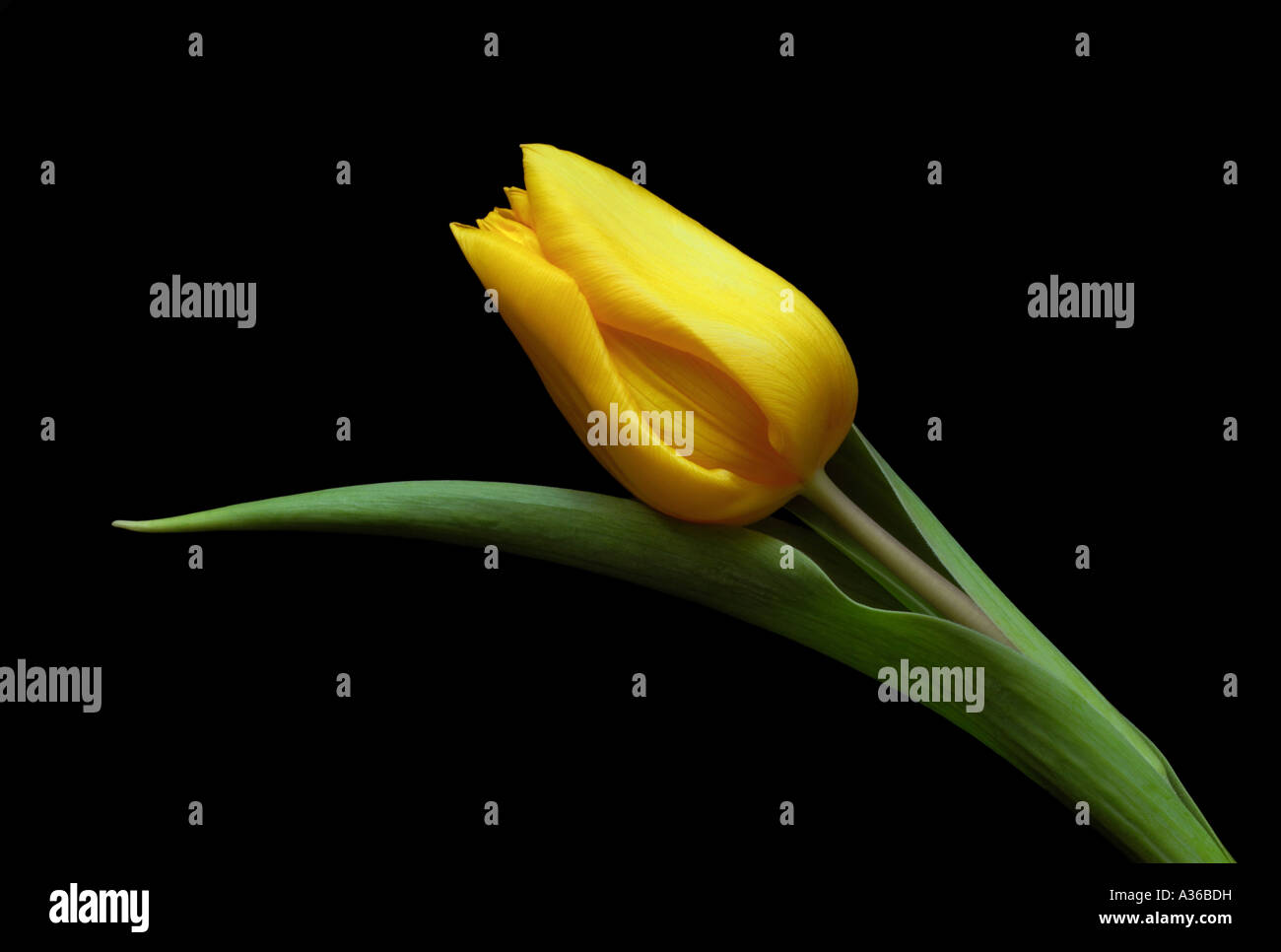 Tulipe jaune unique Banque D'Images