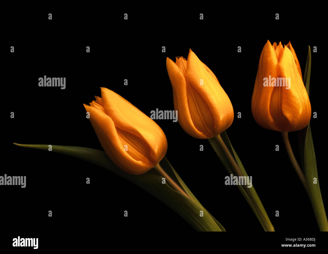 Trois tulipes rose corail sur fond noir Banque D'Images
