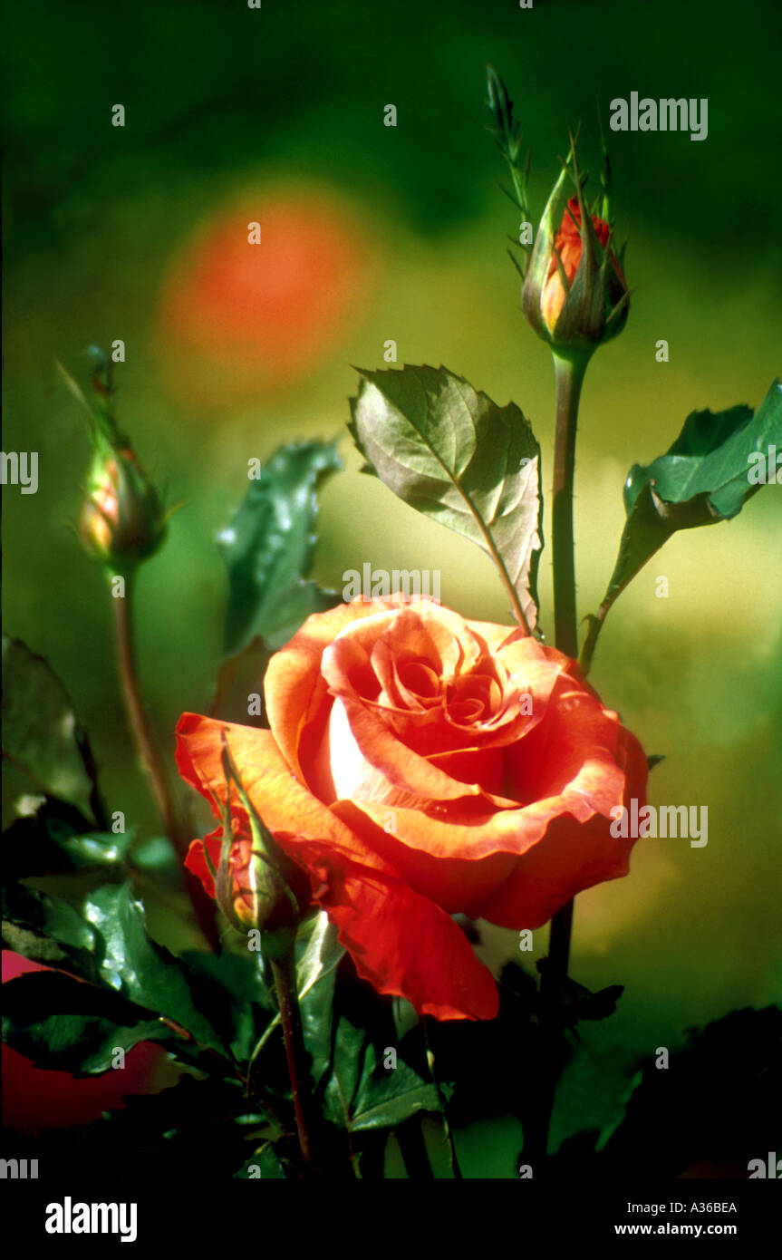 Rose rouge Banque D'Images