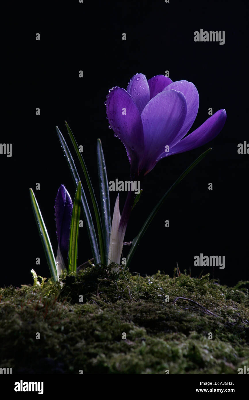 Recouvert de rosée Purple Crocus Crocus vernus fleur Banque D'Images