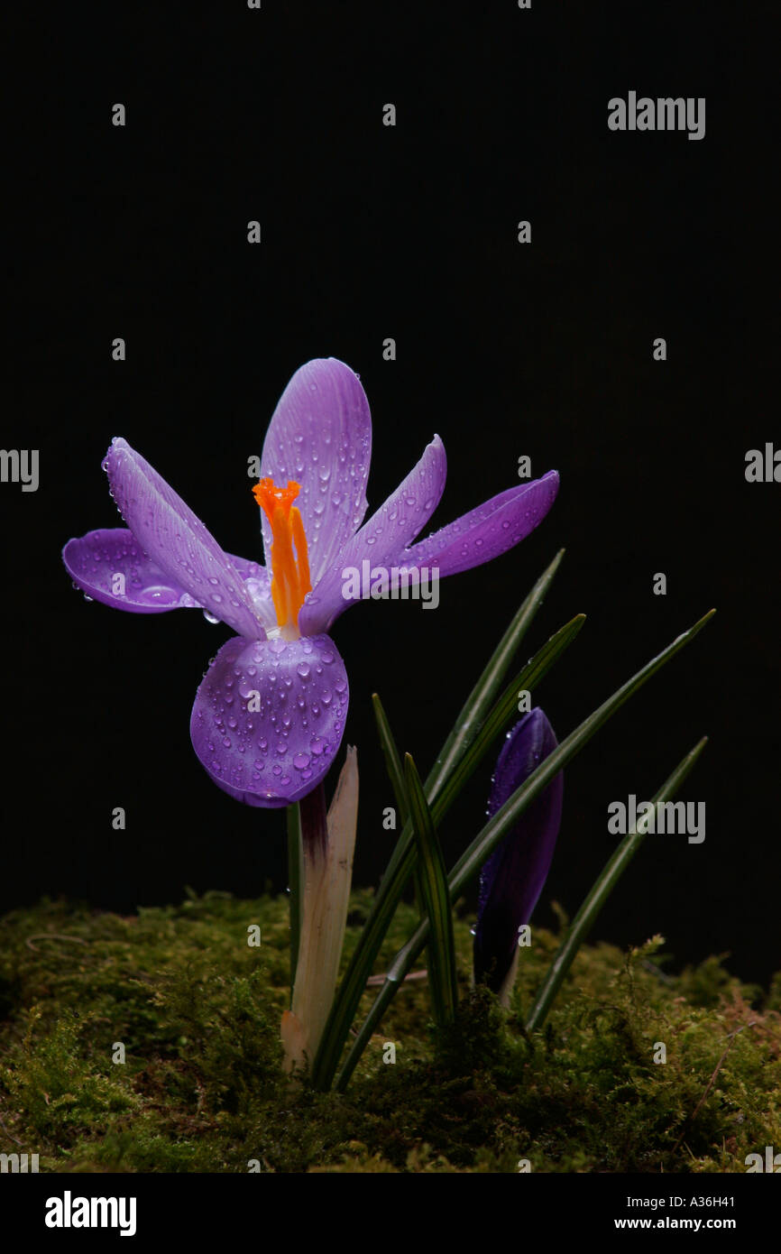 Purple Crocus Crocus vernus sur un fond noir Banque D'Images
